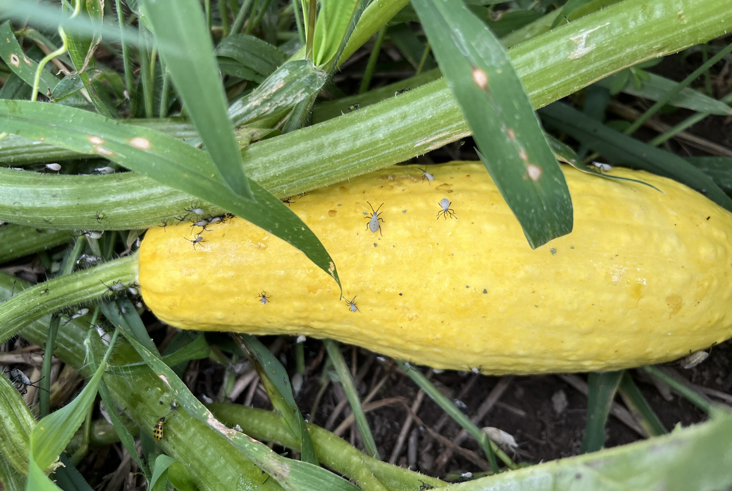 squash bugs 08142024