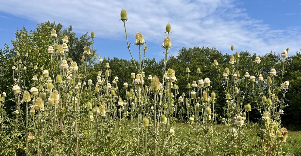 teasel