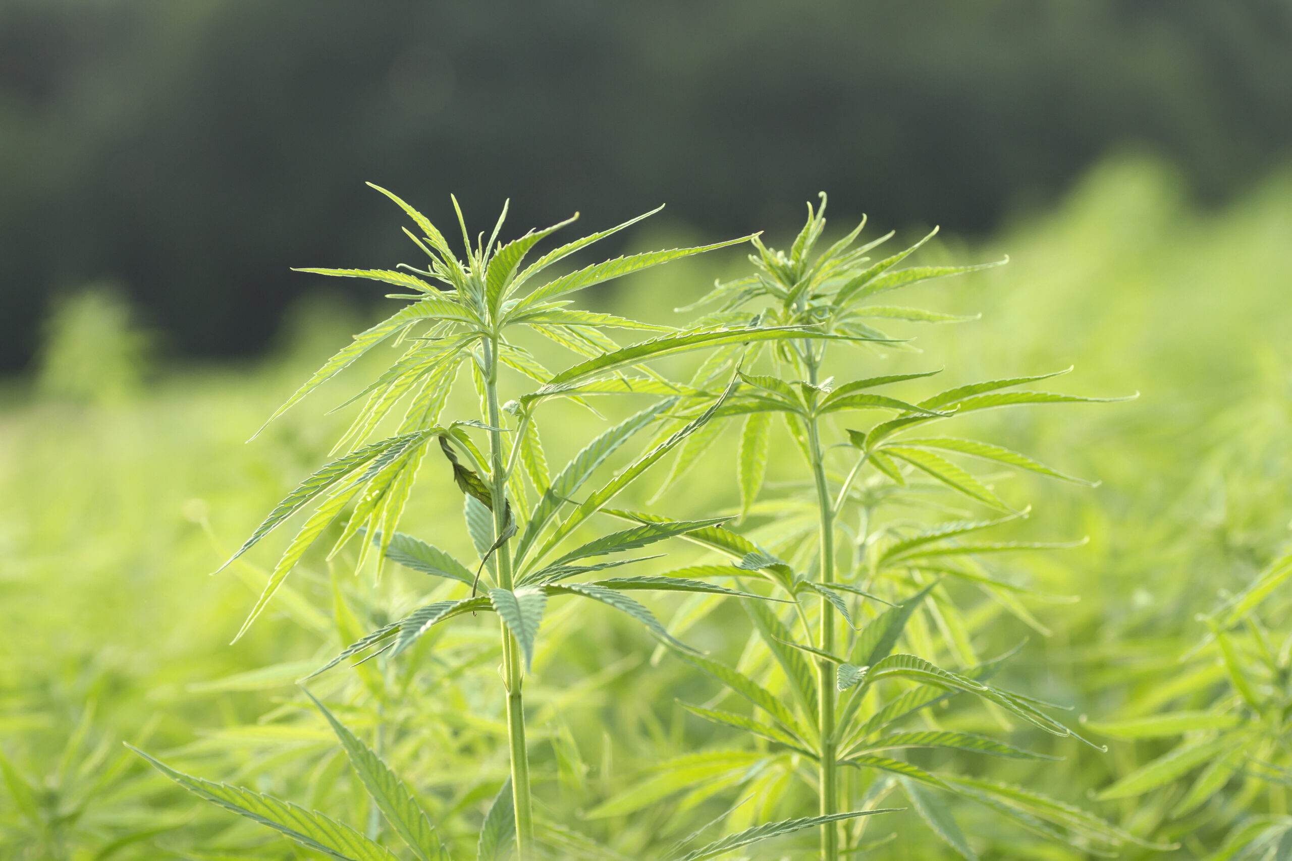 Sustainable green hemp industrial outdoor plantation