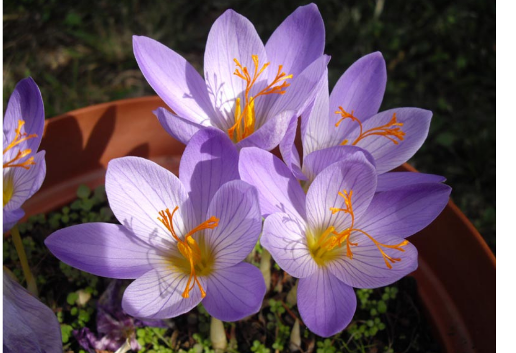 autumn_crocus_crocus_speciosus