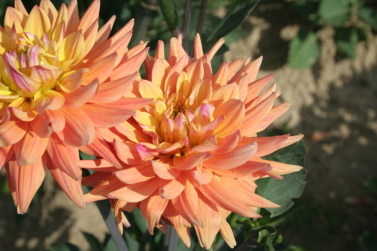 dahlia