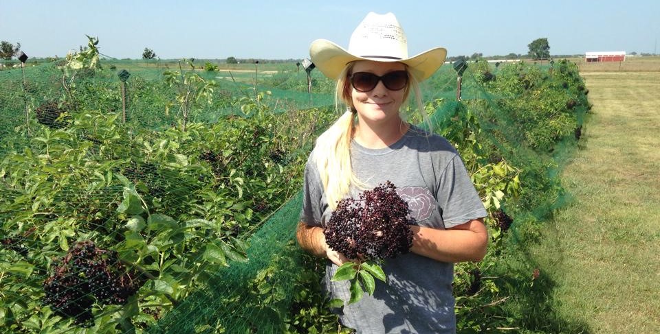 elderberry