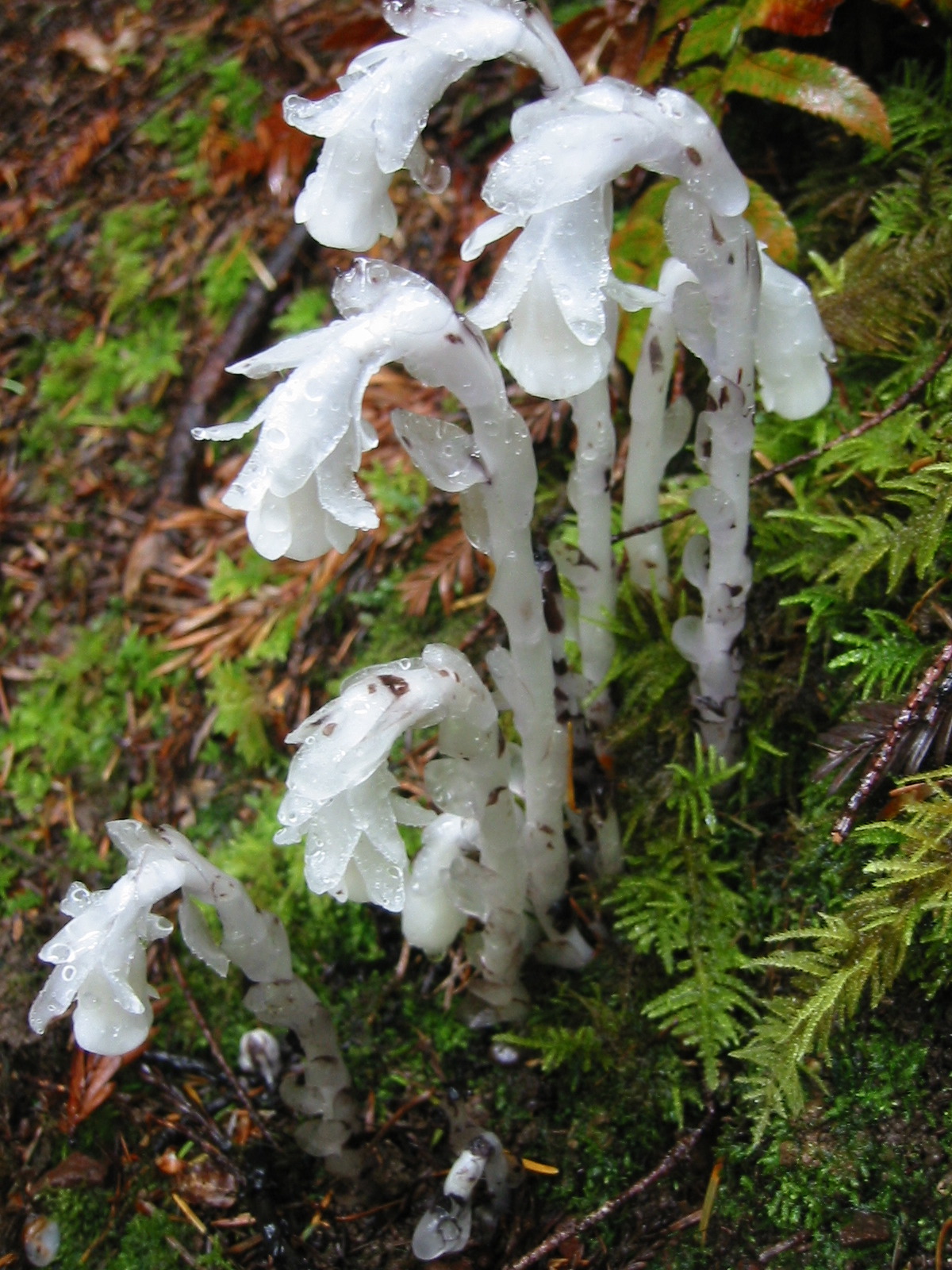 ghost plant