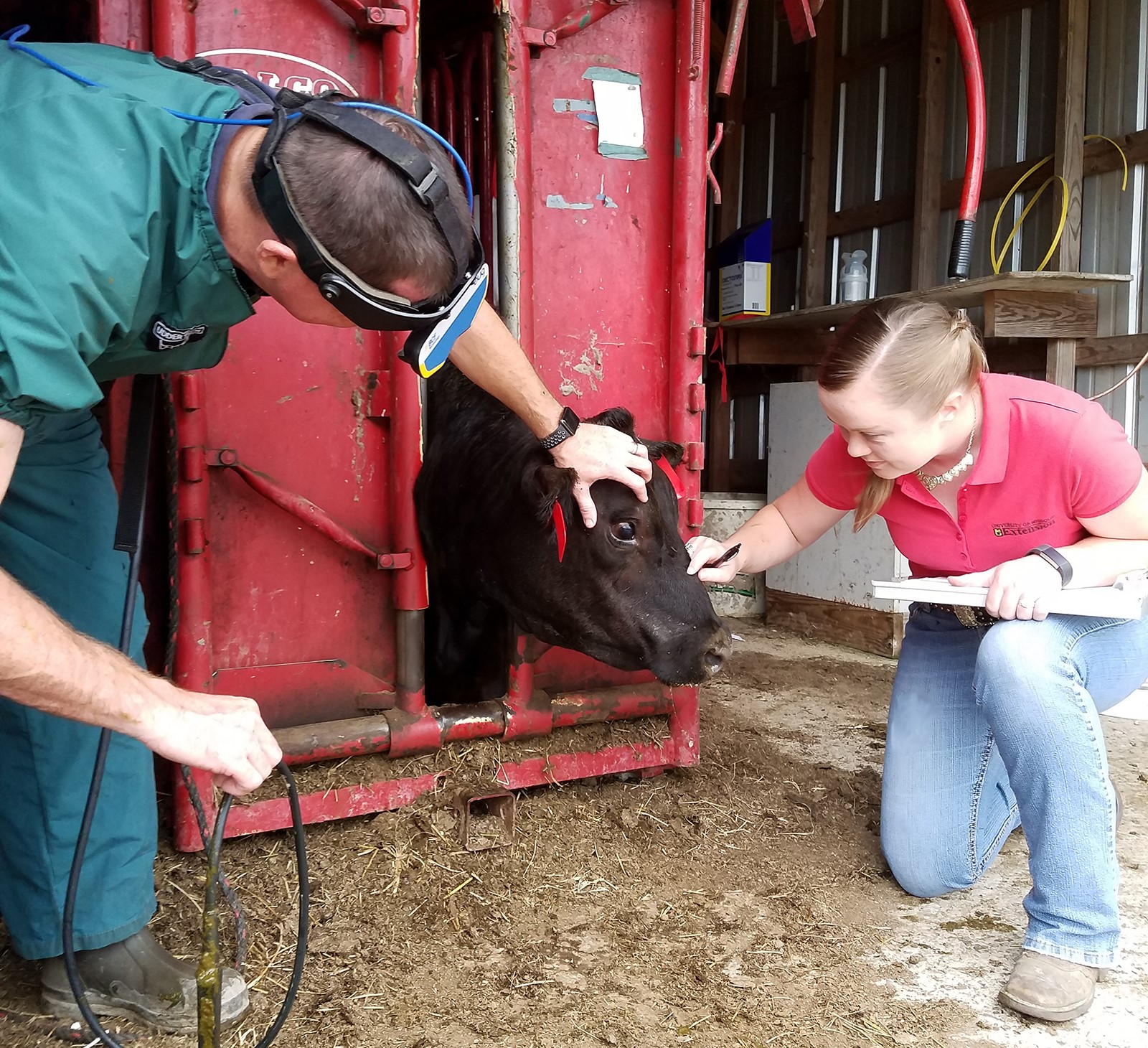 handling livestock