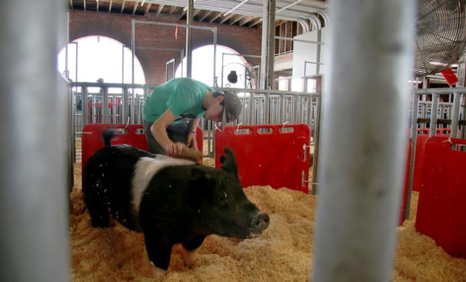 mizzou-state-fair