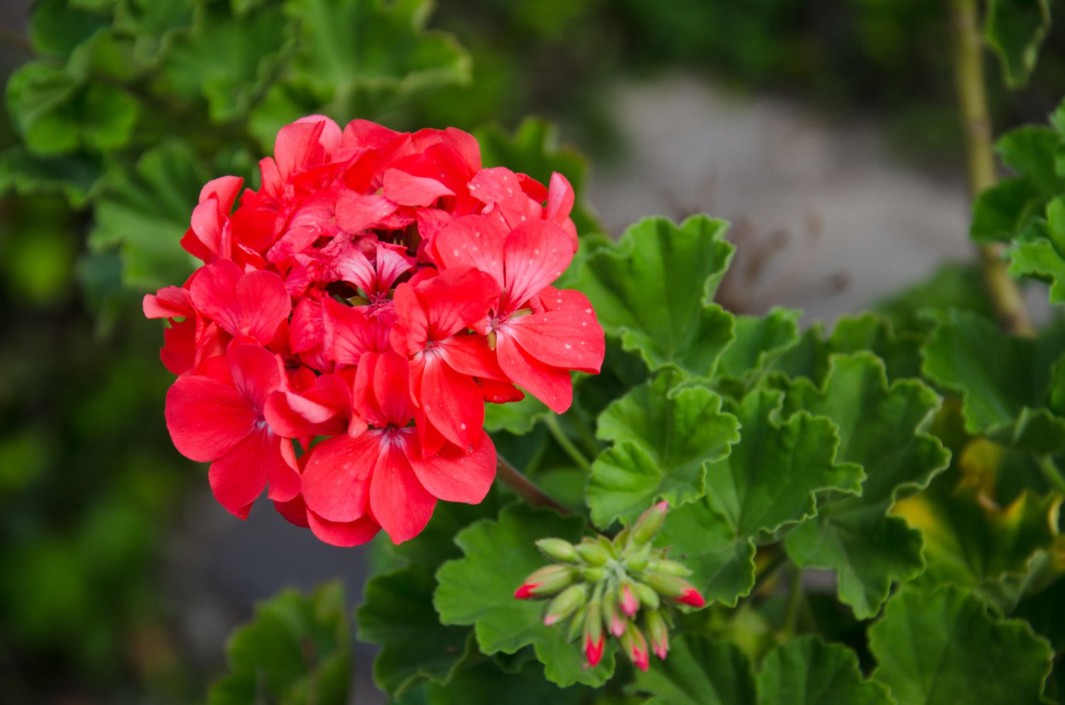 geranium