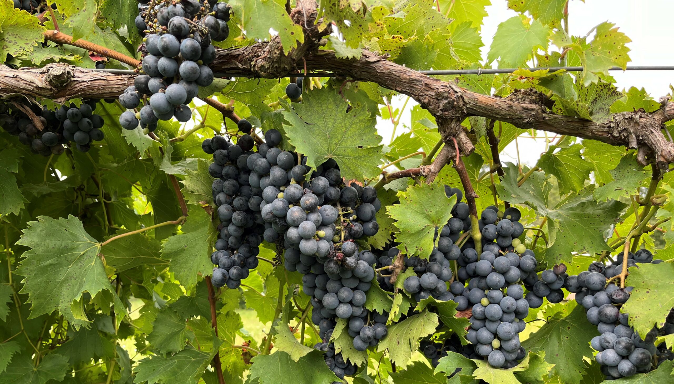 grape harvest