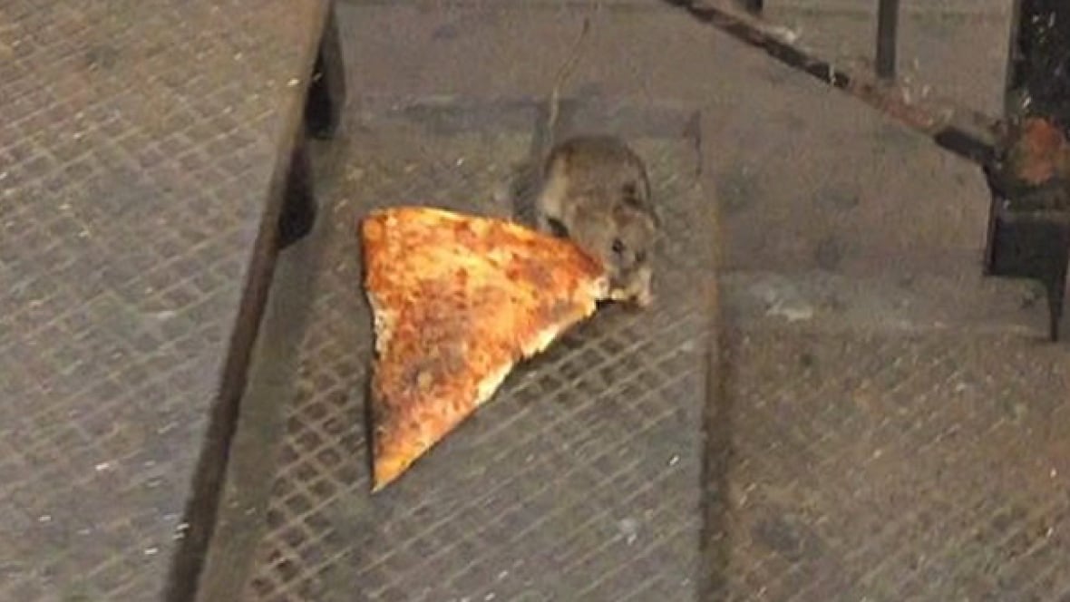 pizza rat