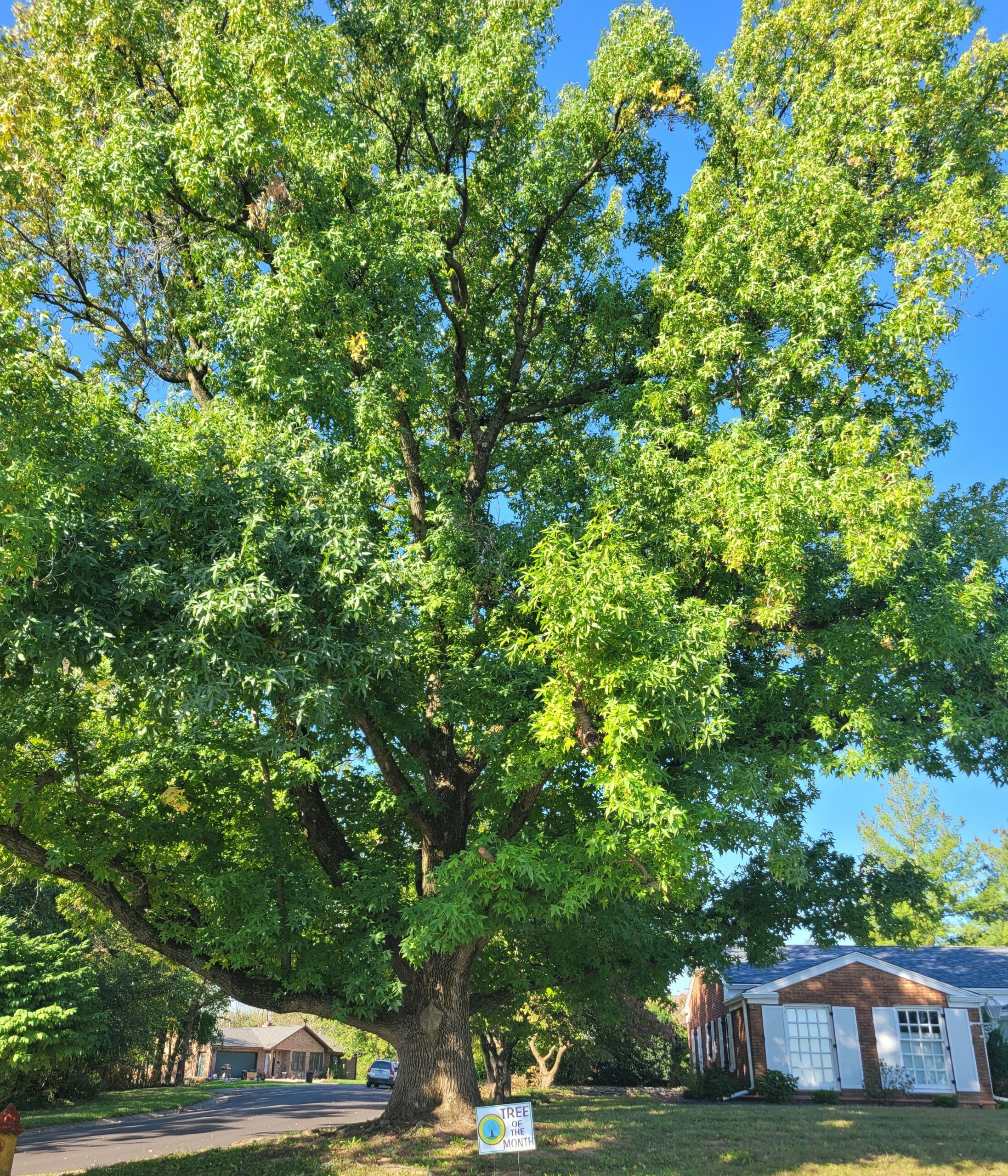 sweetgum