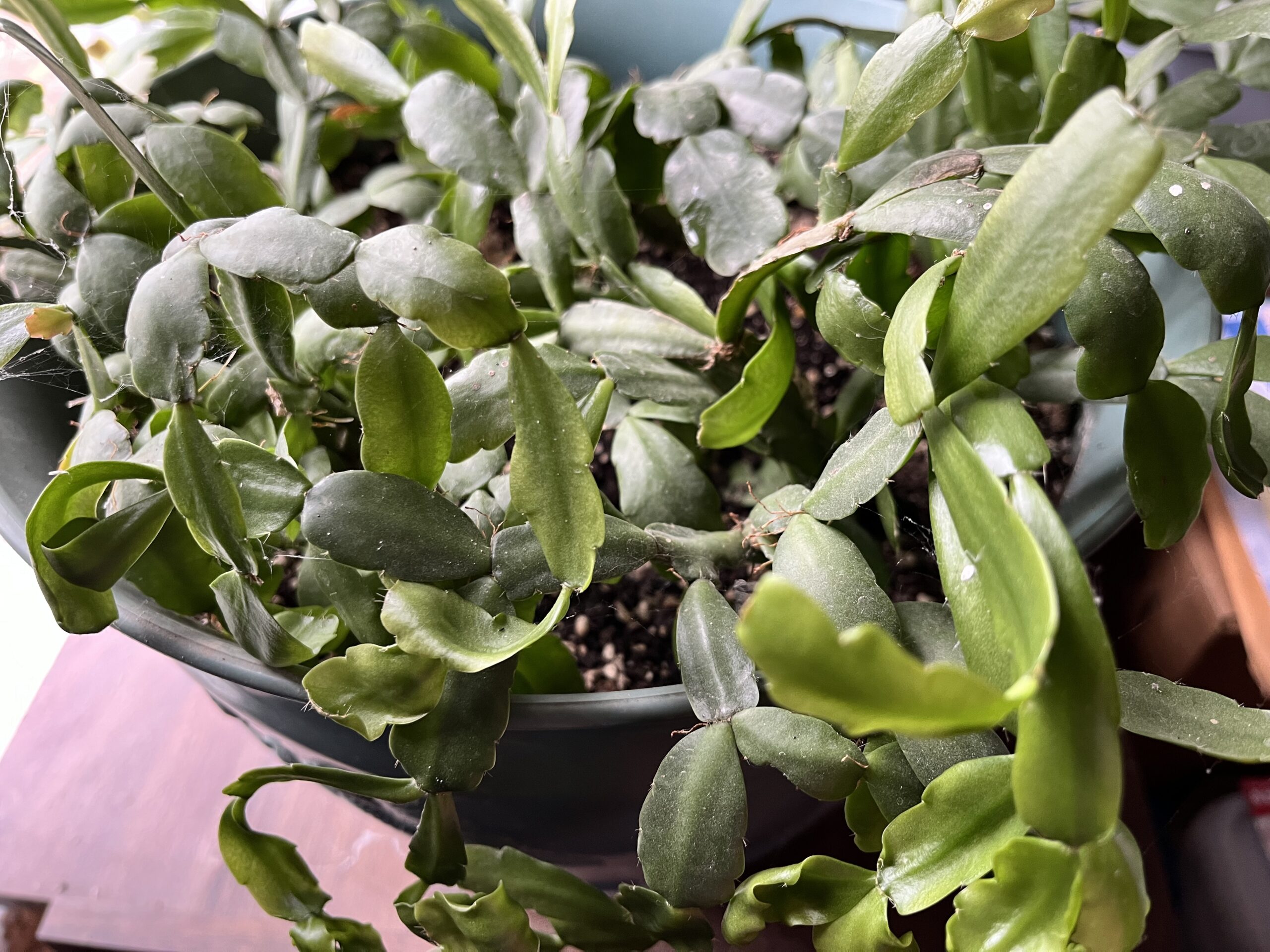 Christmas Cactus