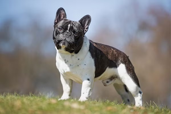 French-Bulldog-standing-outdoors