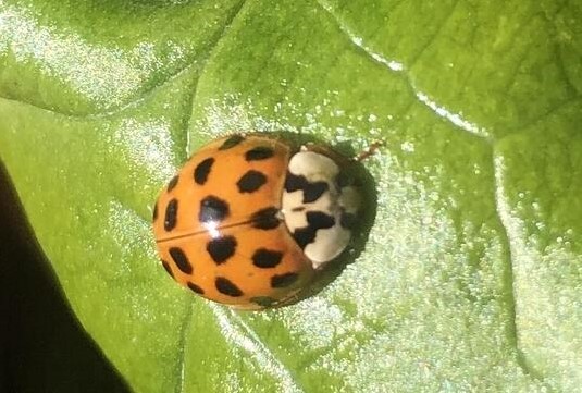 asian lady beetle2