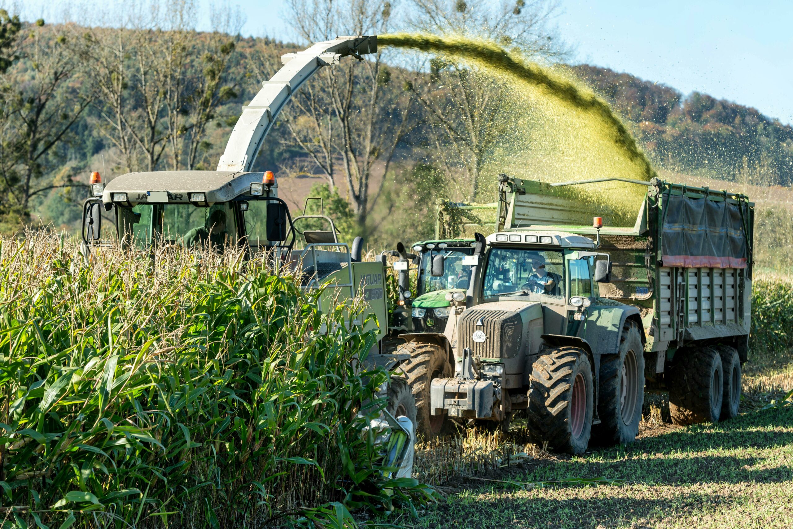 corn silage