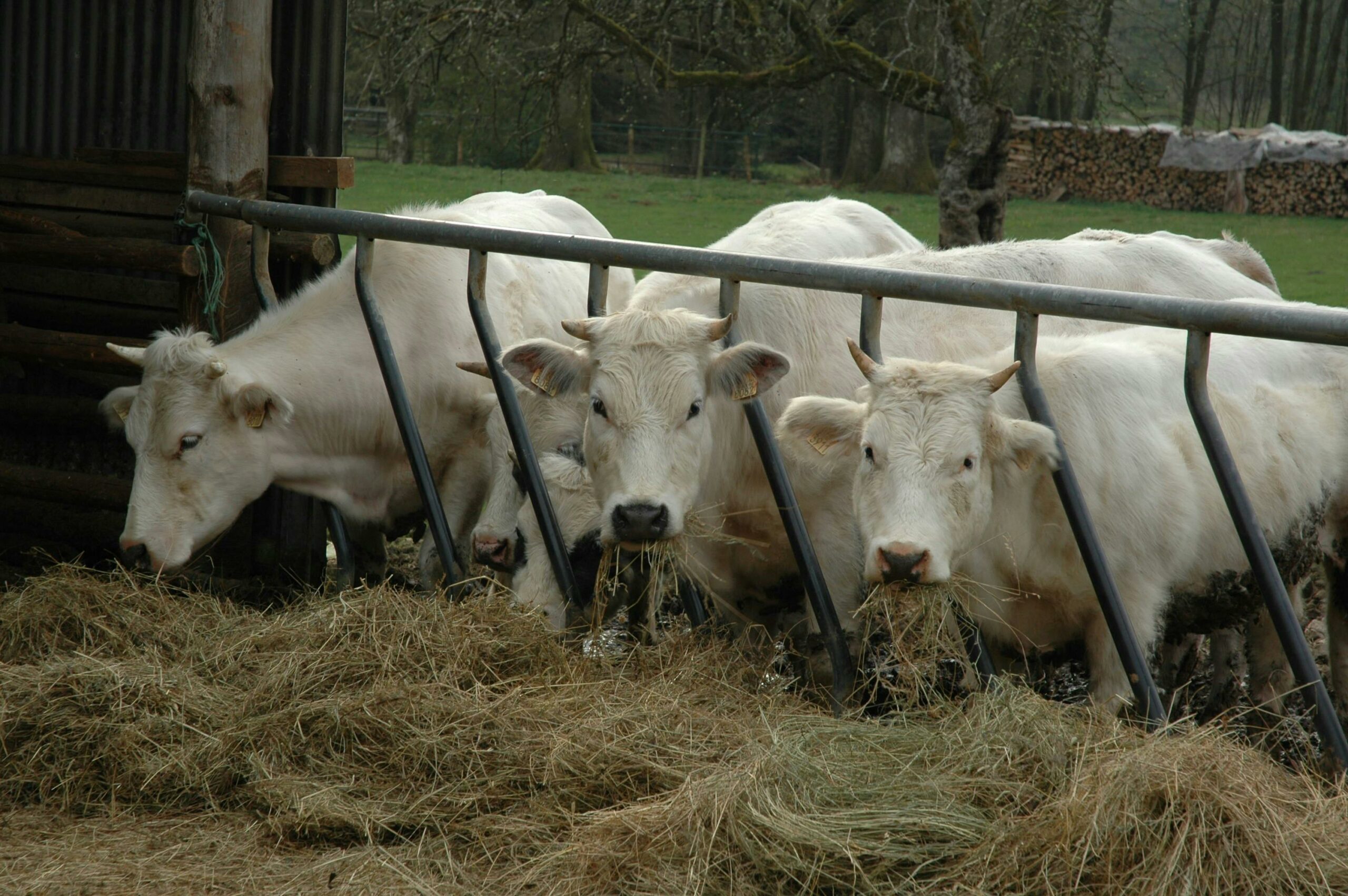 cows eating hay