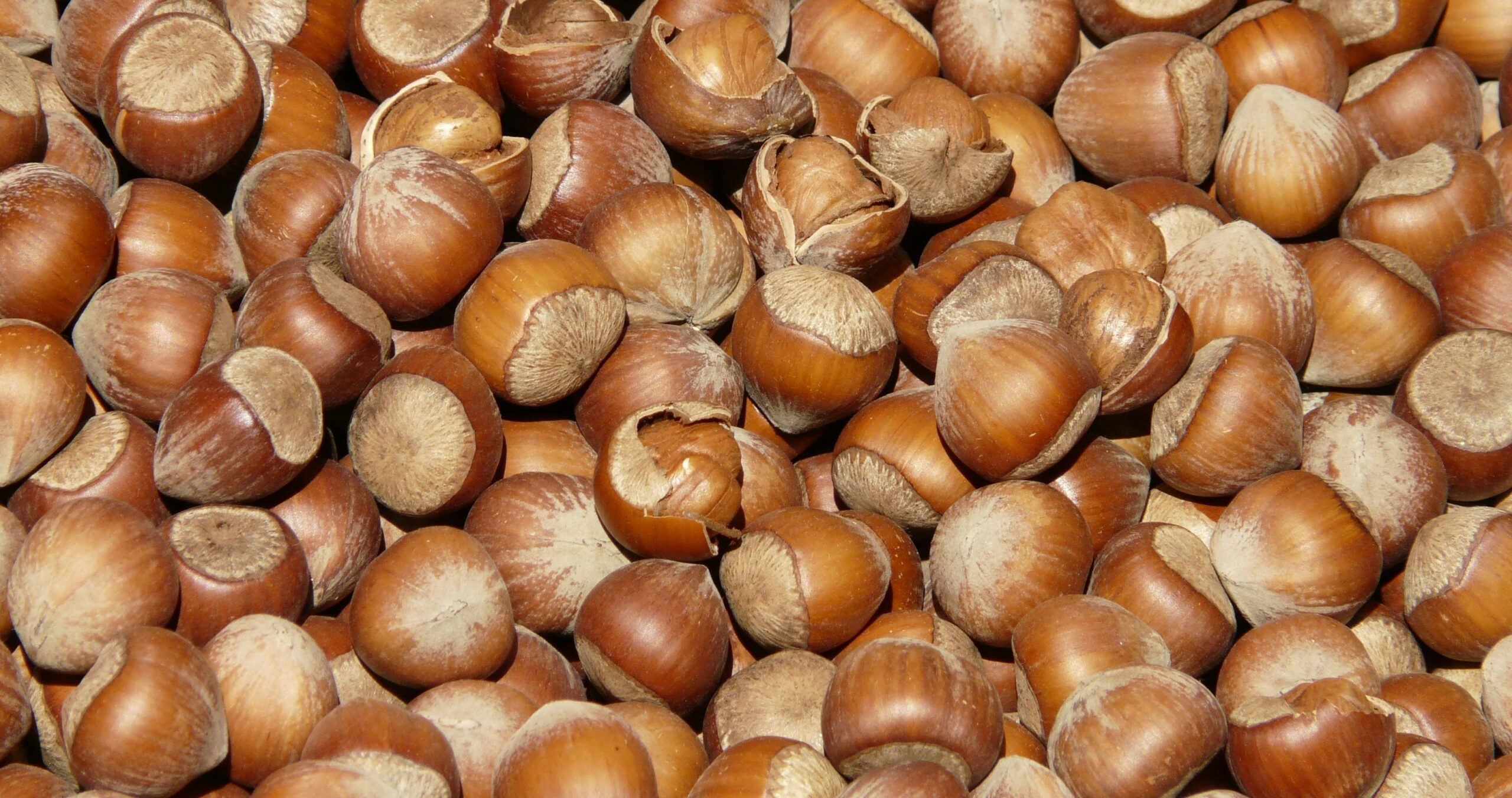 hazelnuts