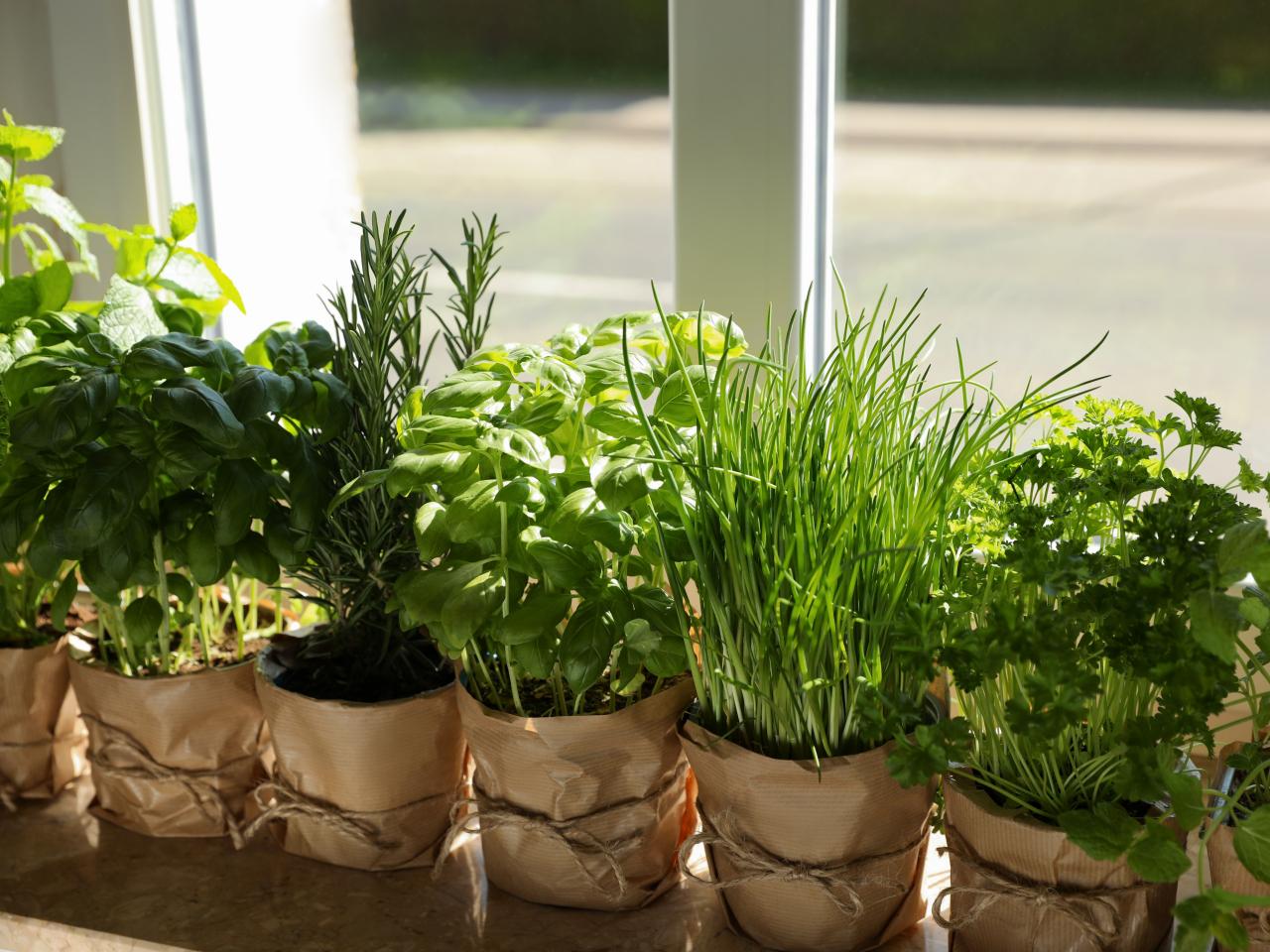 herb garden