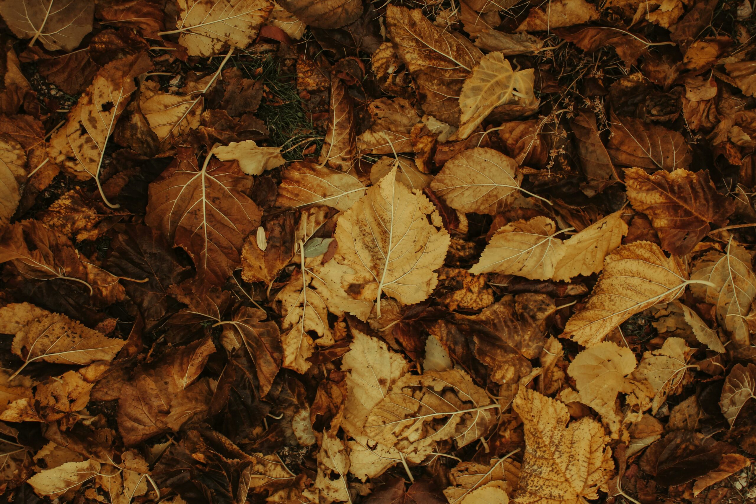 leaves mulch