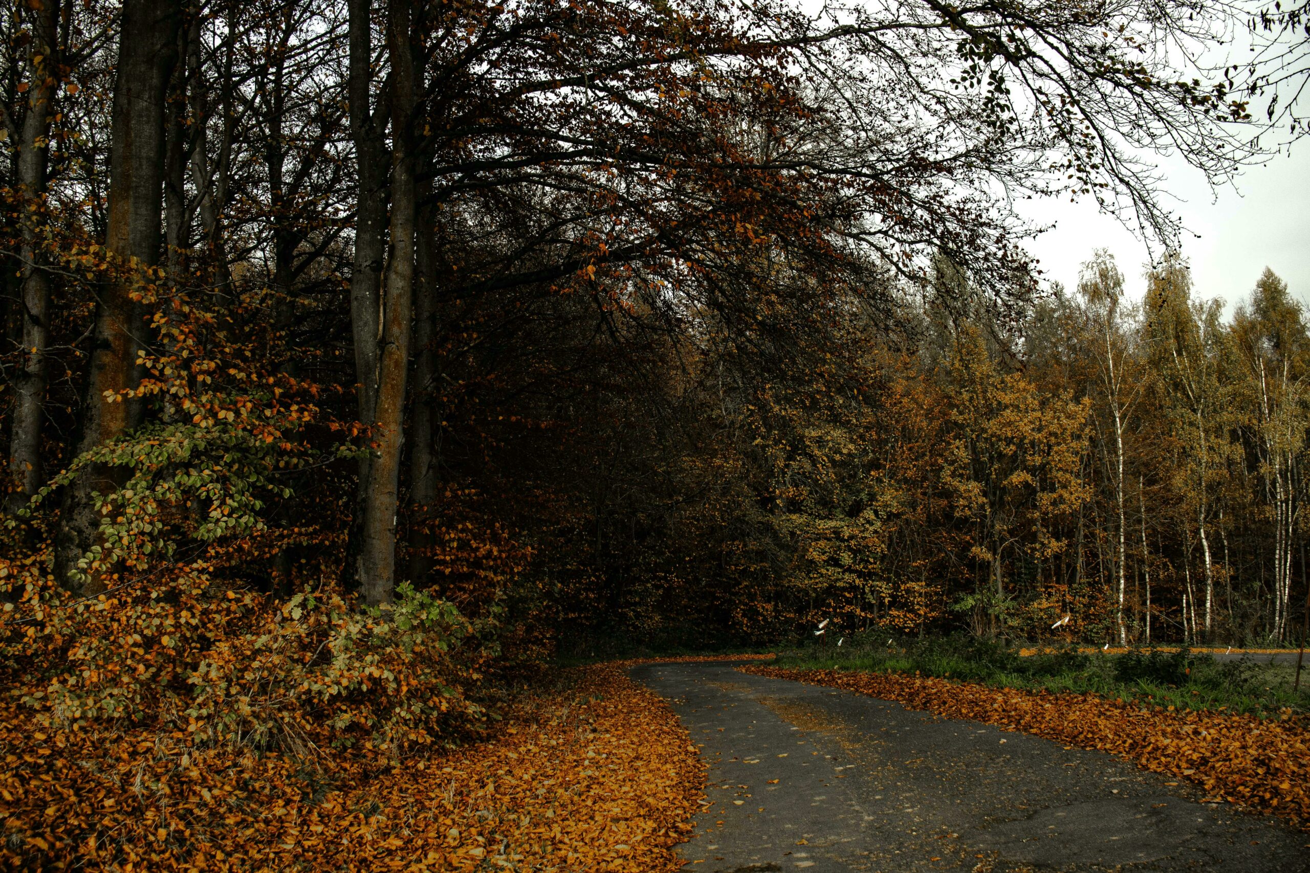 nature walk