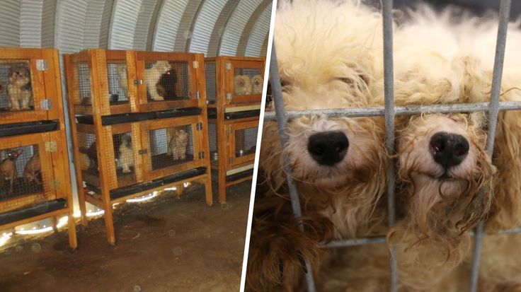 This is what the inside of a puppy mill looks like