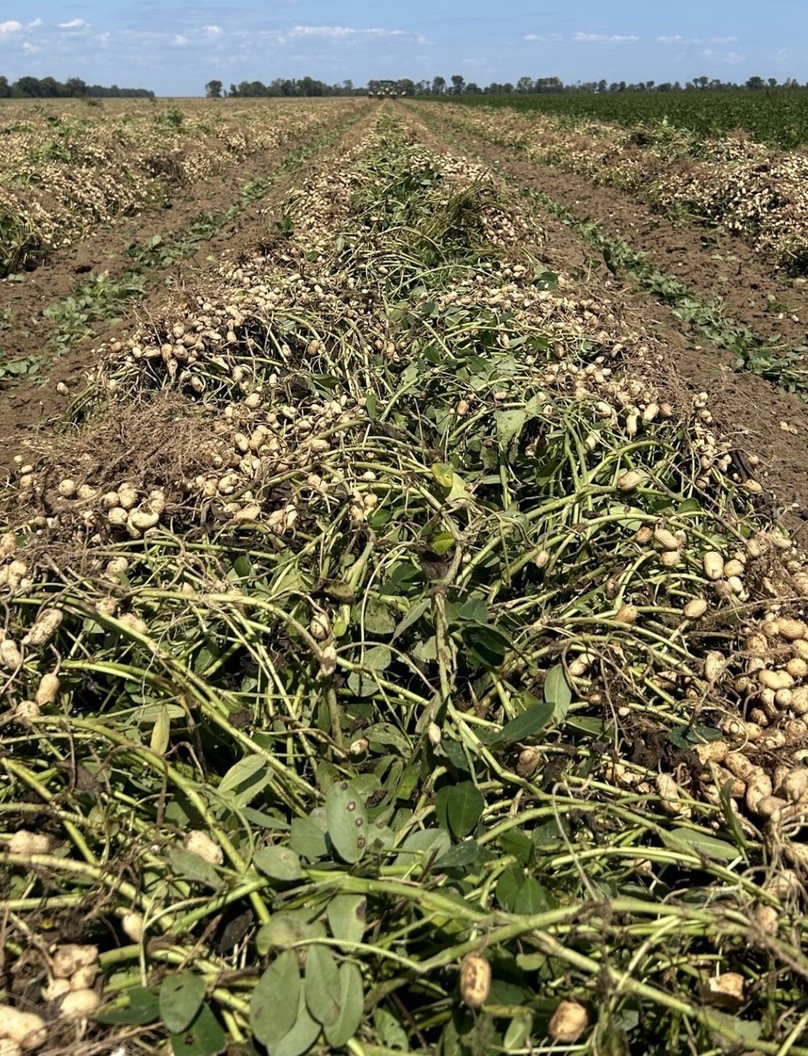 peanut harvest