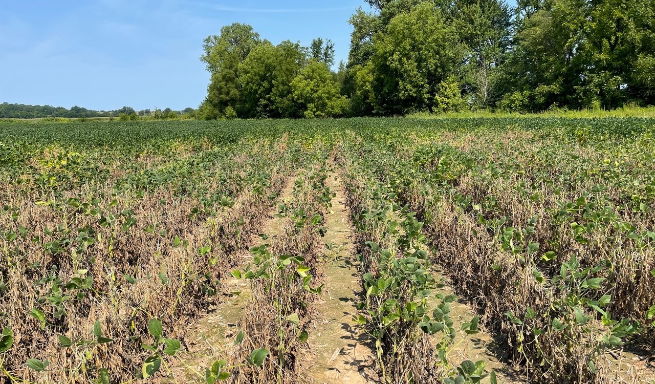 red crown field