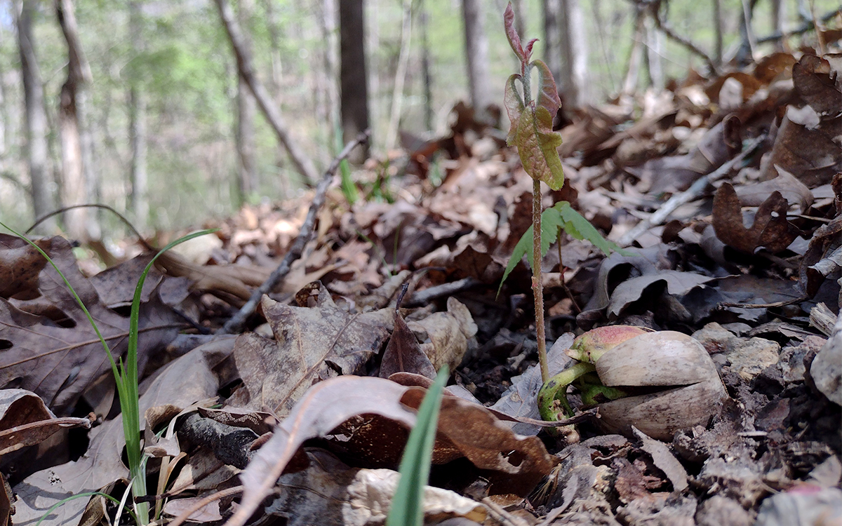 white oak seedling