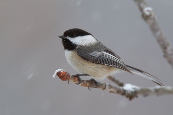 black capped chickadee