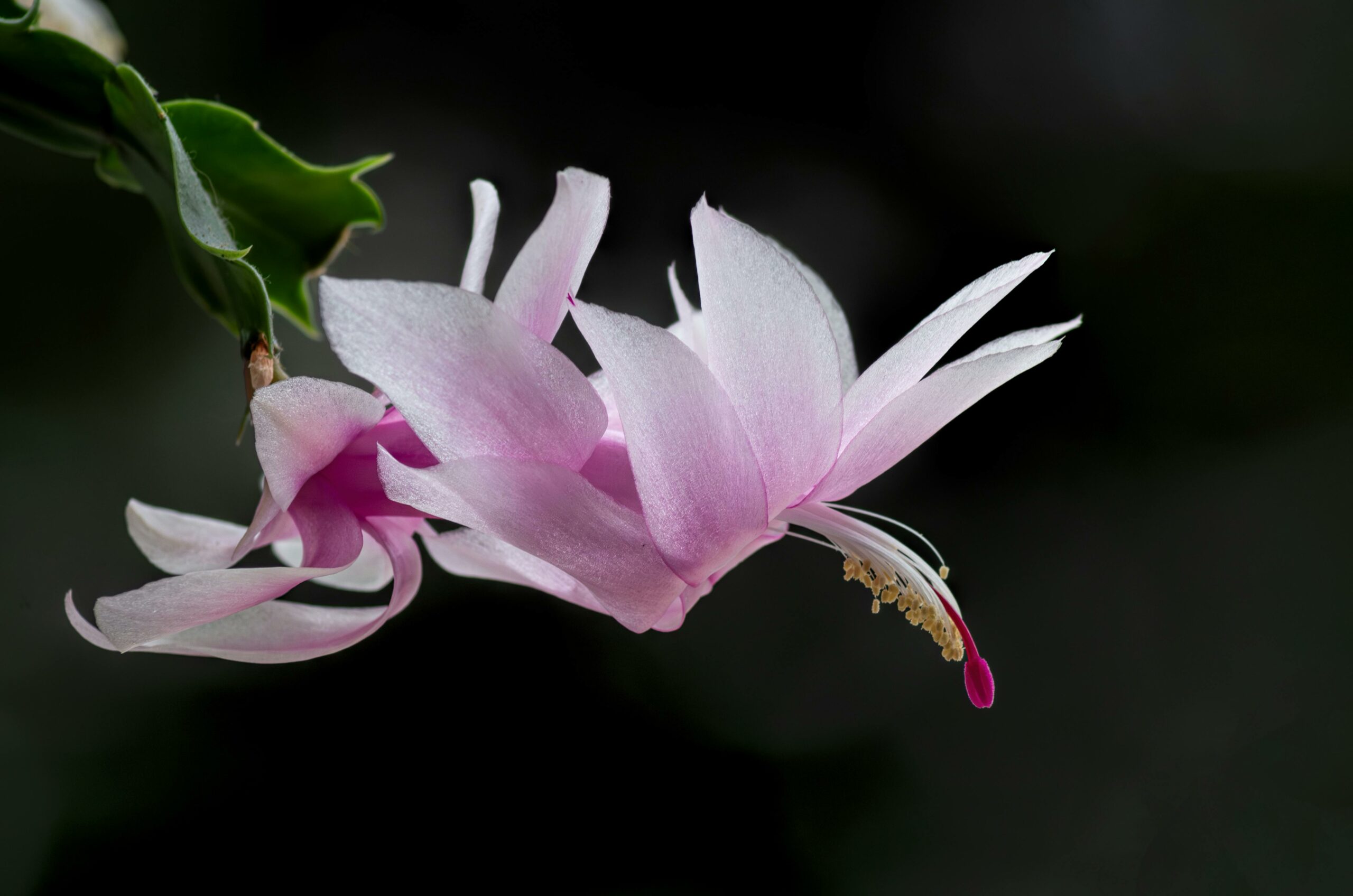 christmas cactus2