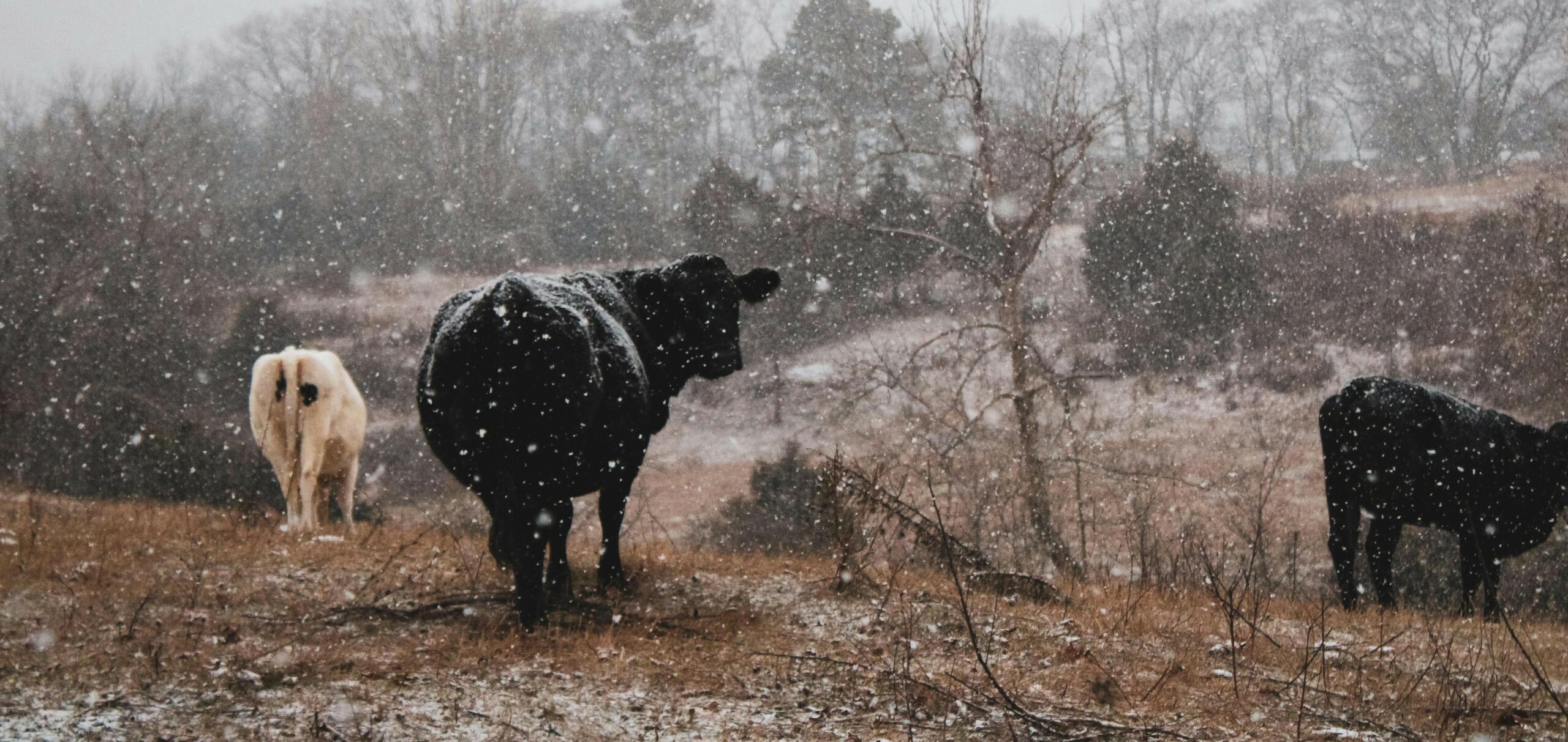 cold cows