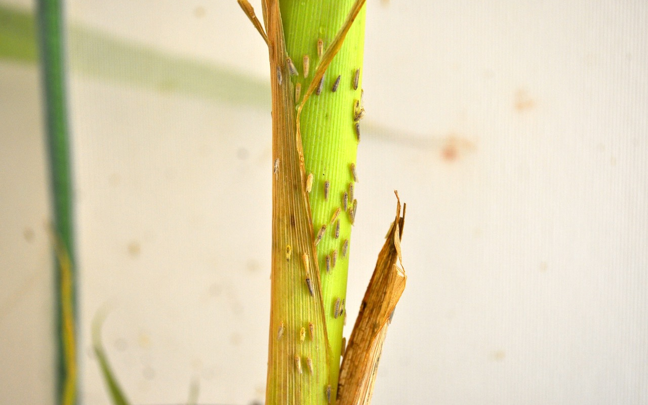 leafhopper