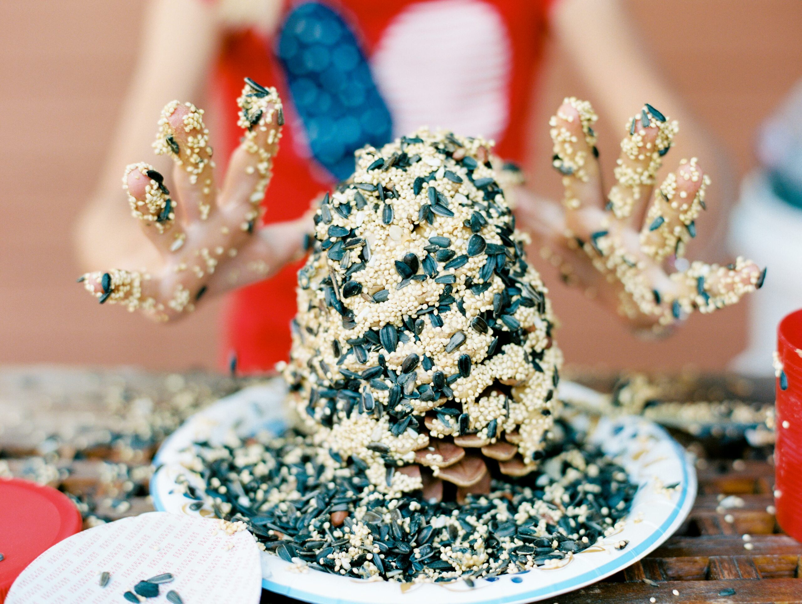 pine cone bird feeder