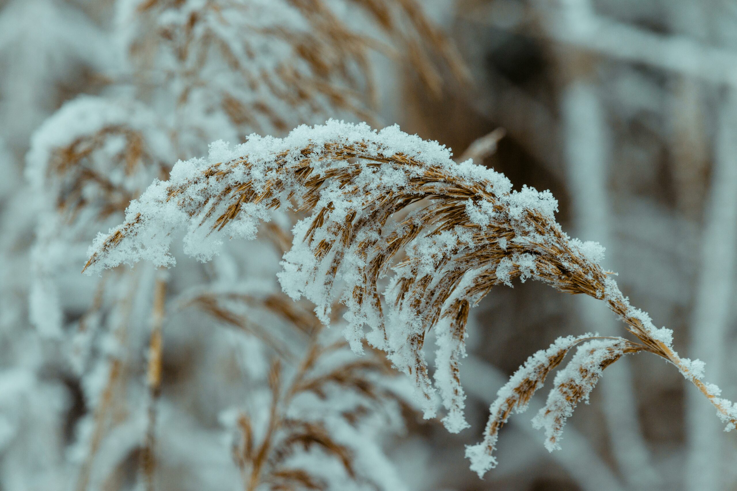 plant-snow