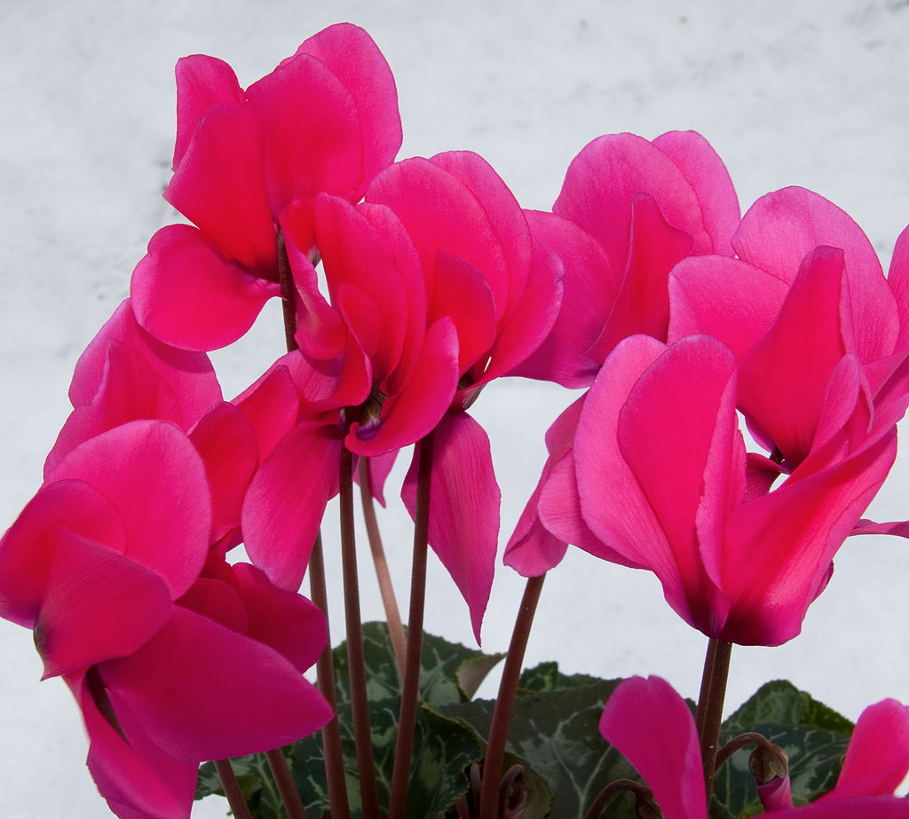 cyclamen