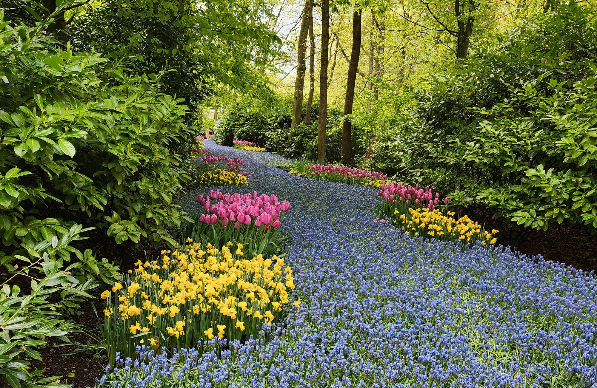 flower variety