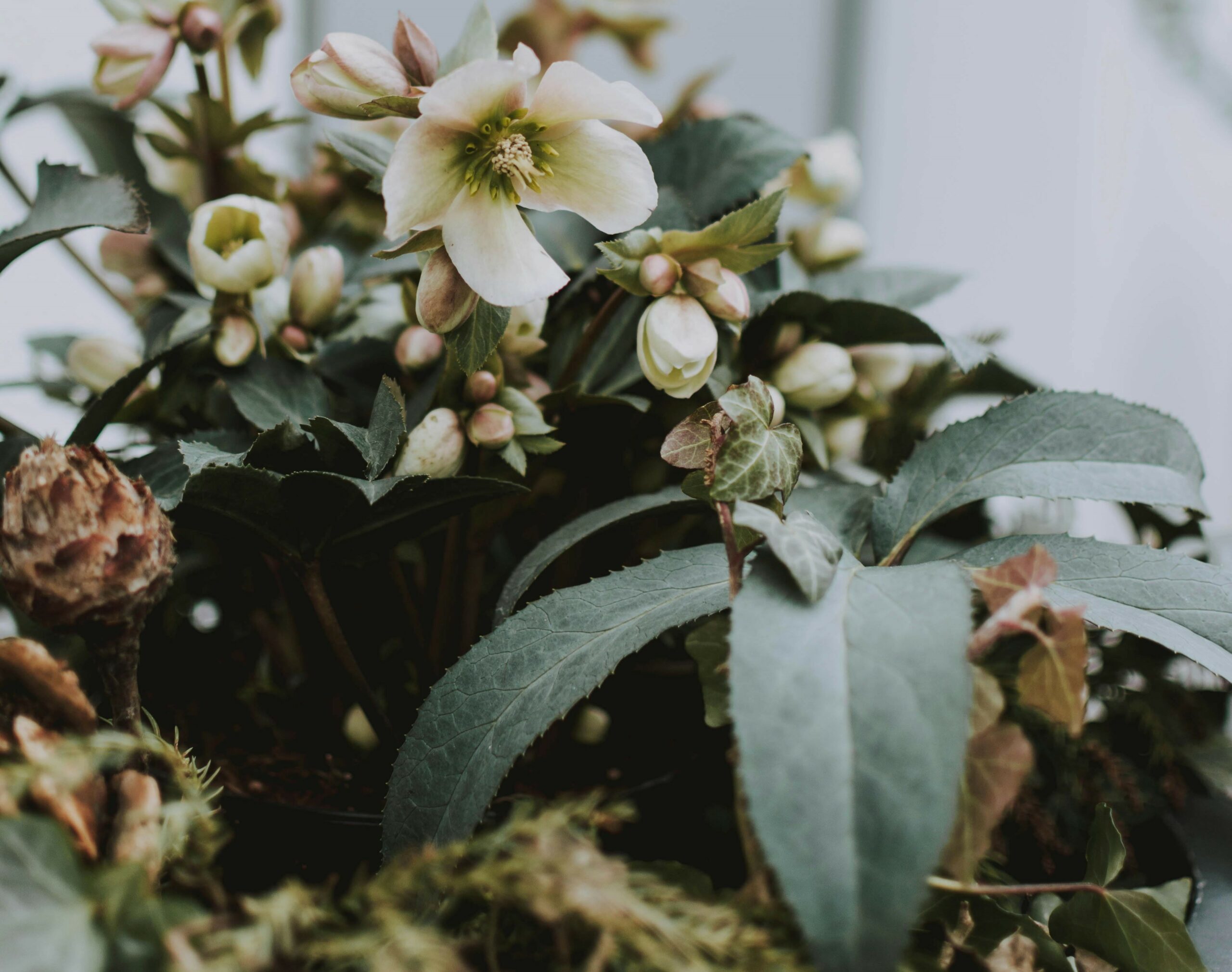 helleborus