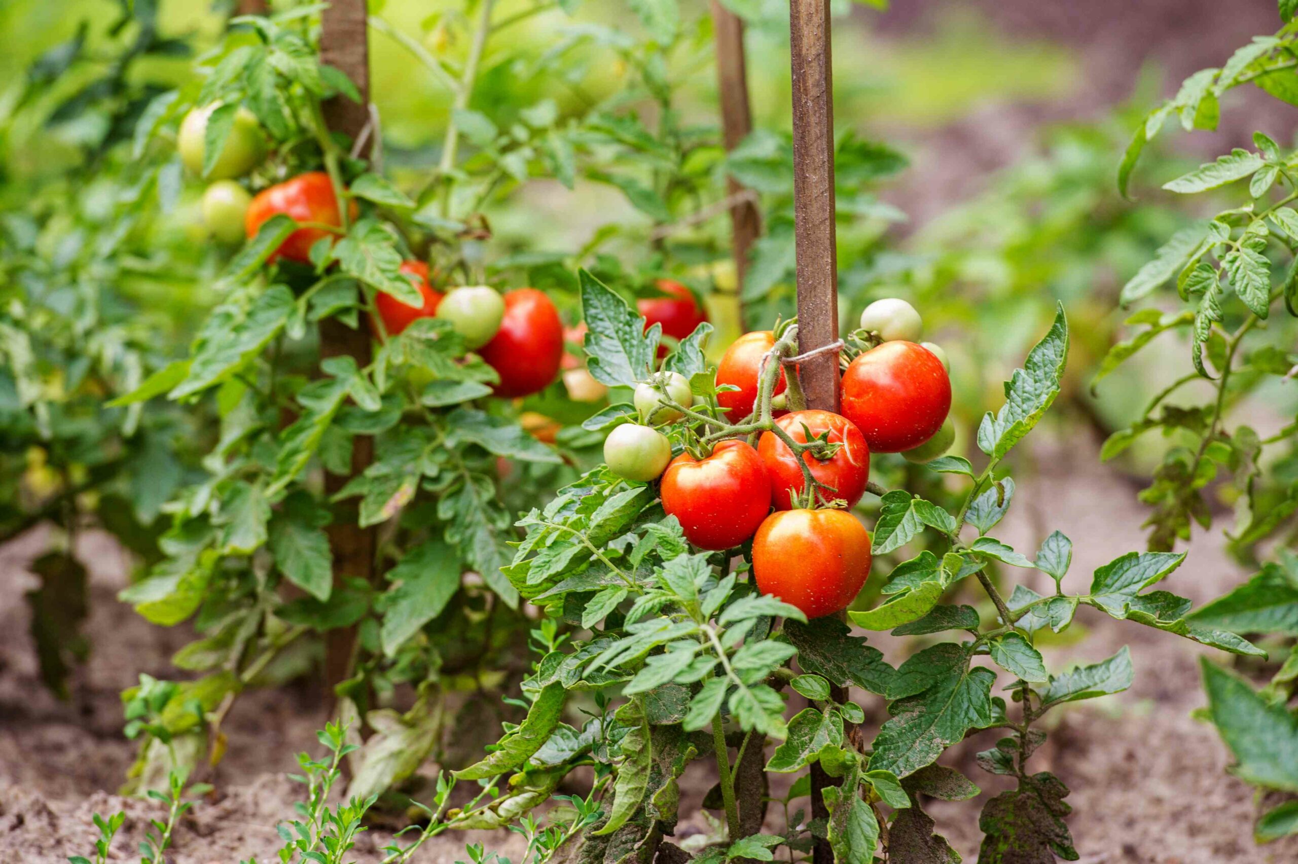 tomatos