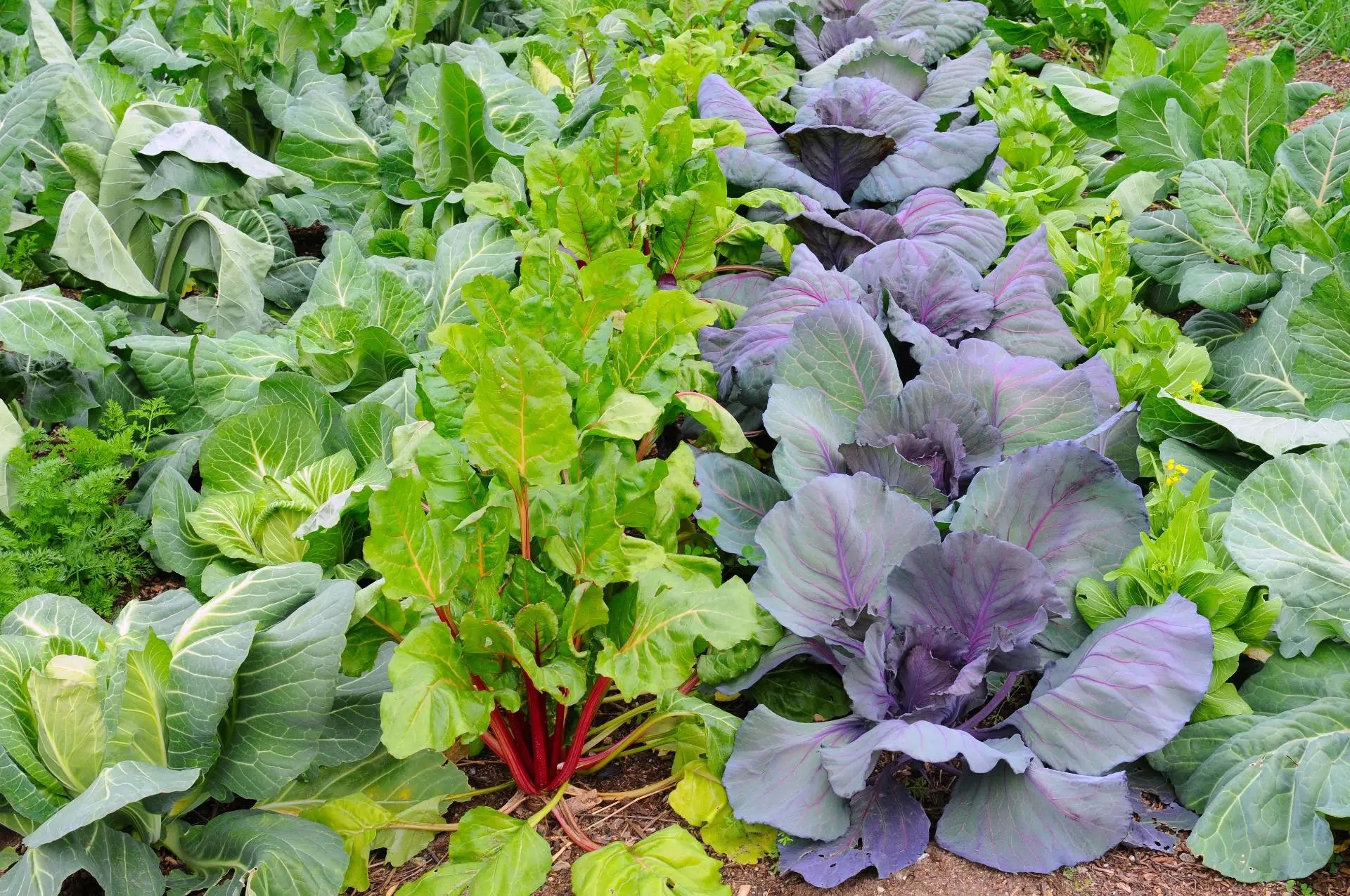 winter-vegetable-garden.jpg