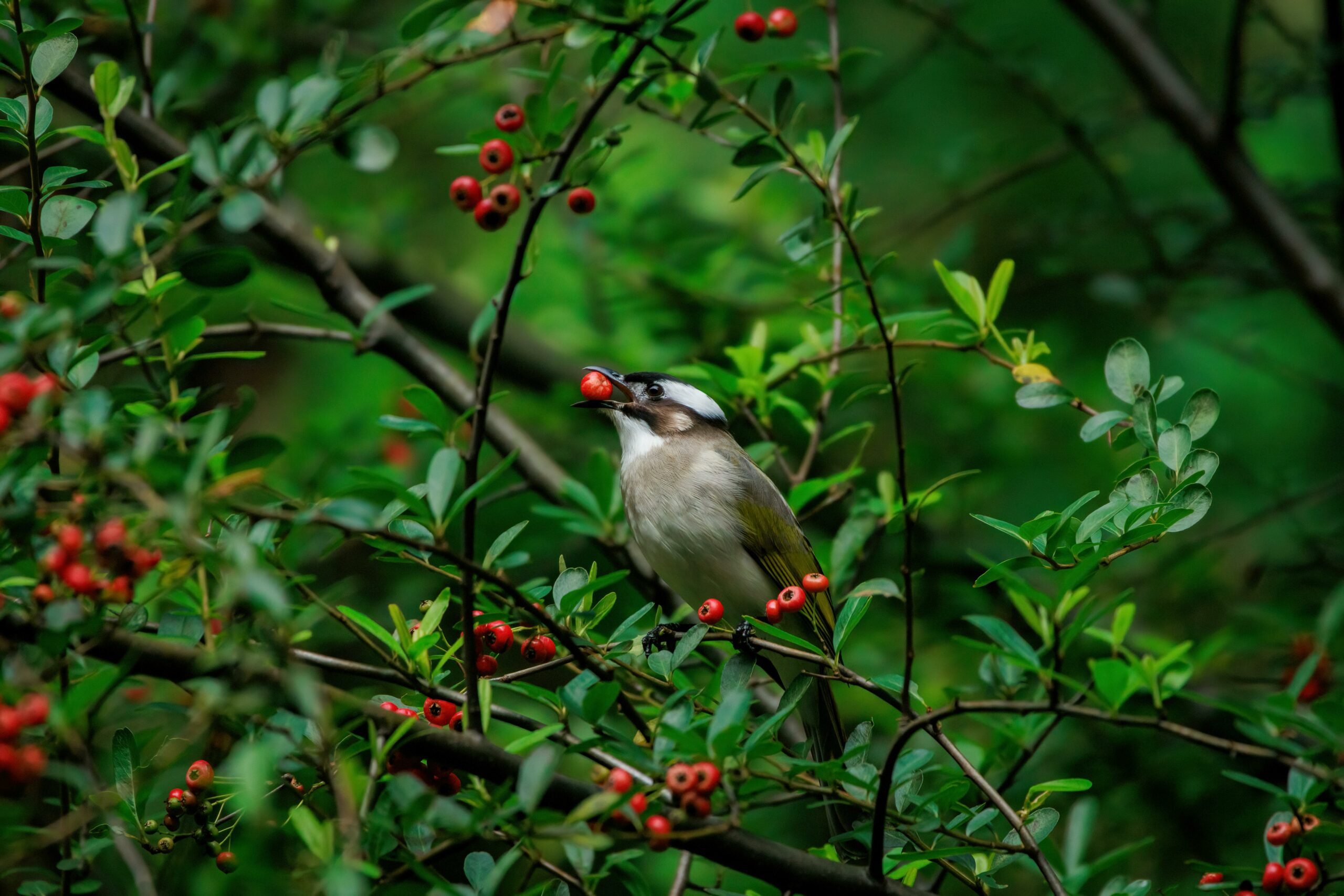 bird eating berries