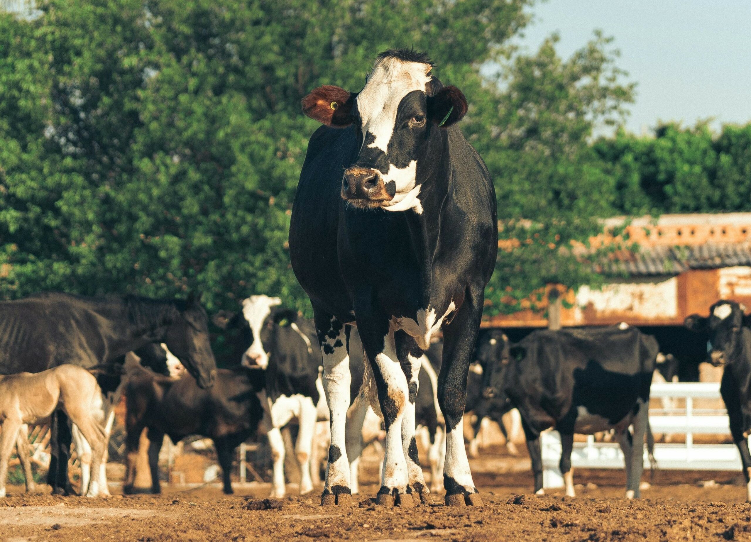 cows grazing