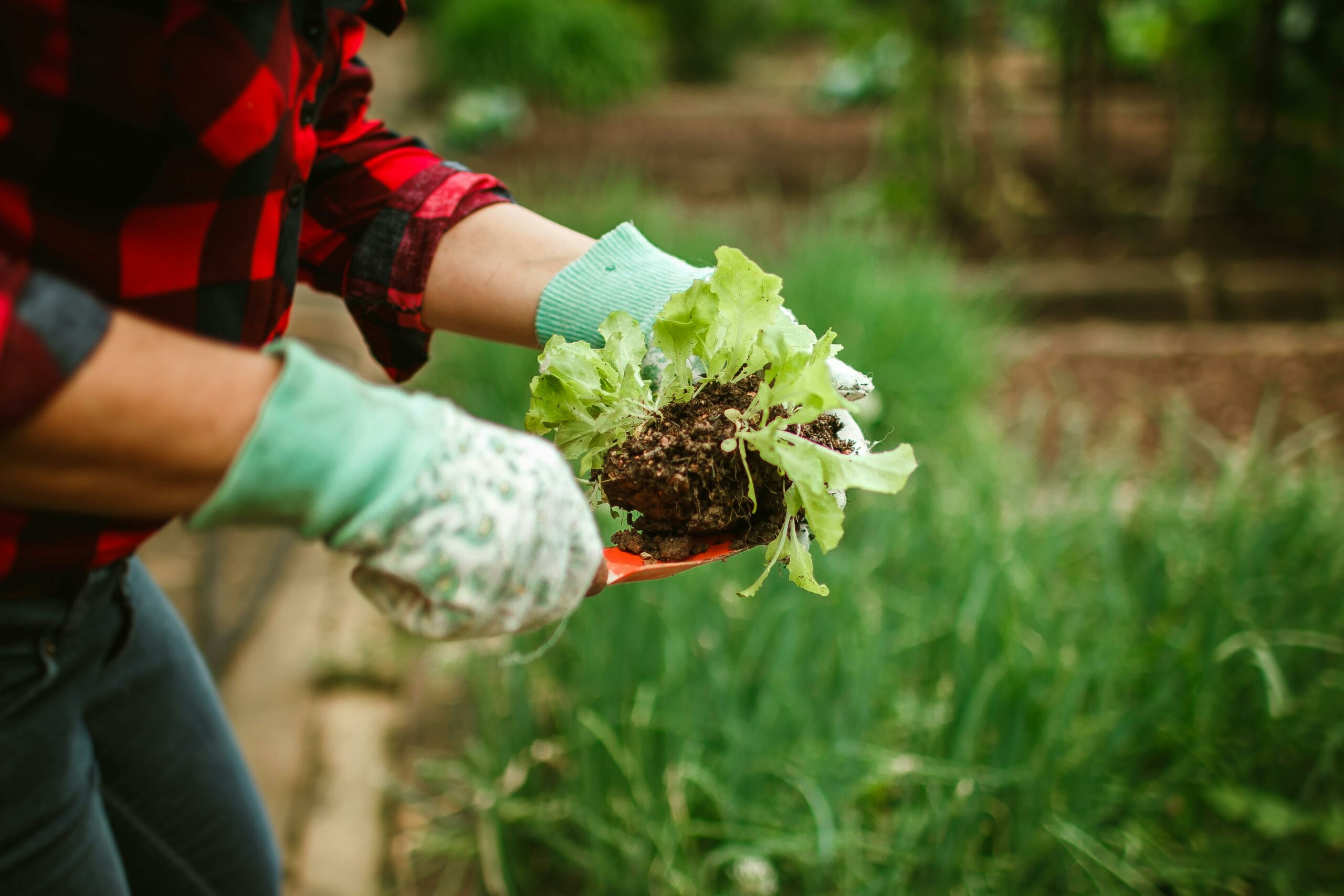 garden lettuce