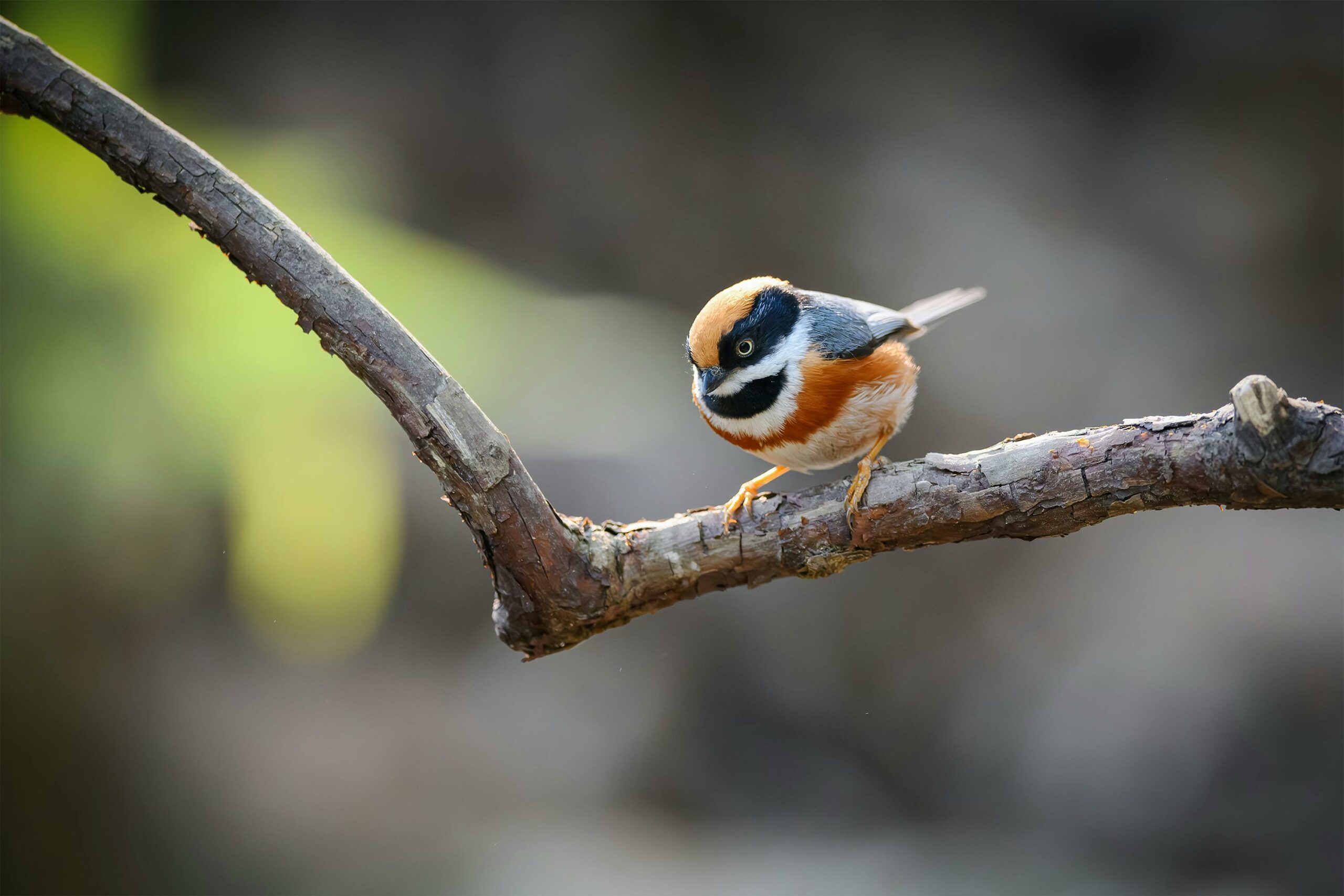 bird on branch bird on branch