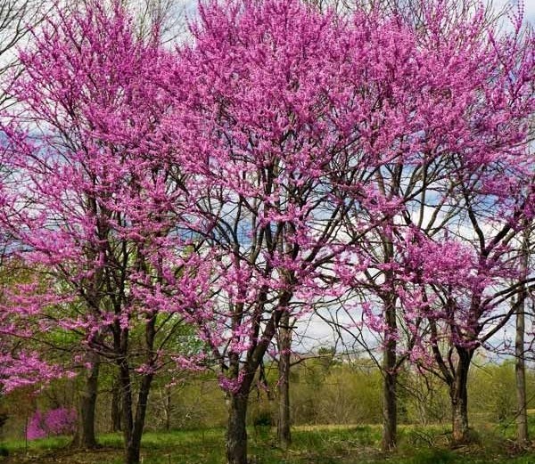 Eastern redbud Eastern redbud