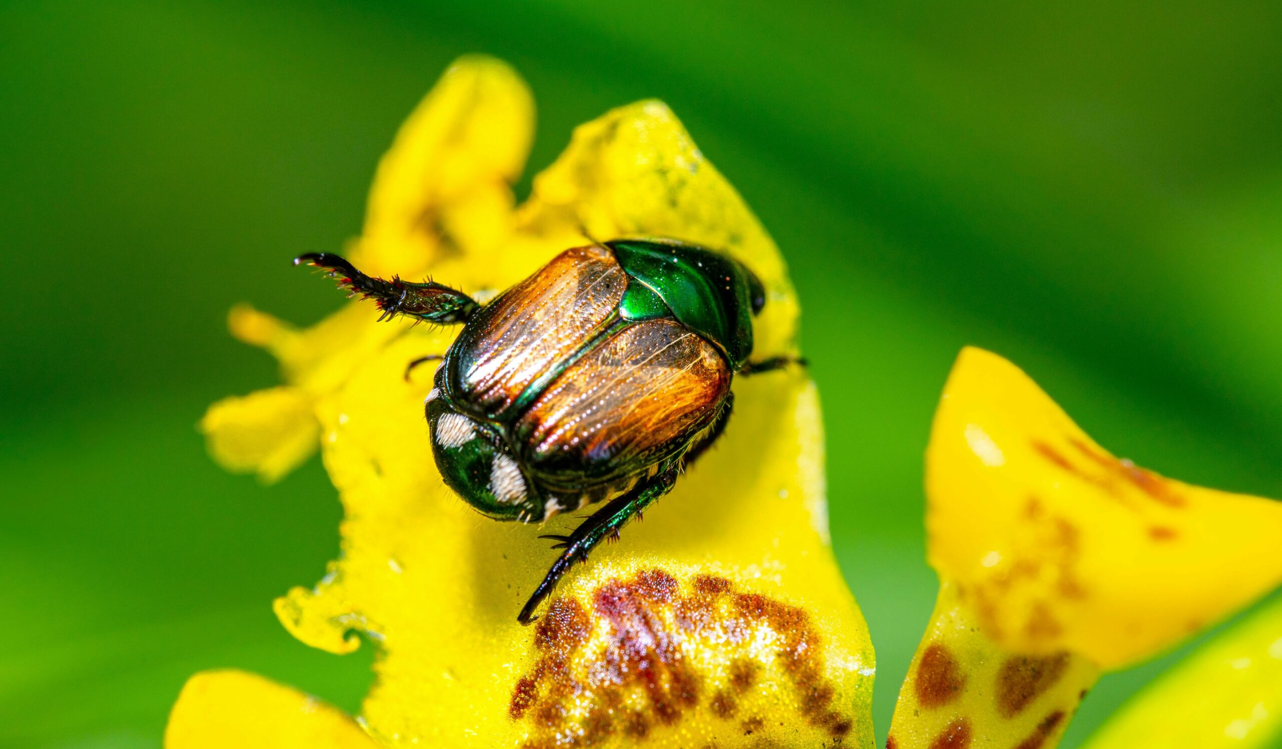 Japanese beetle Japanese beetle