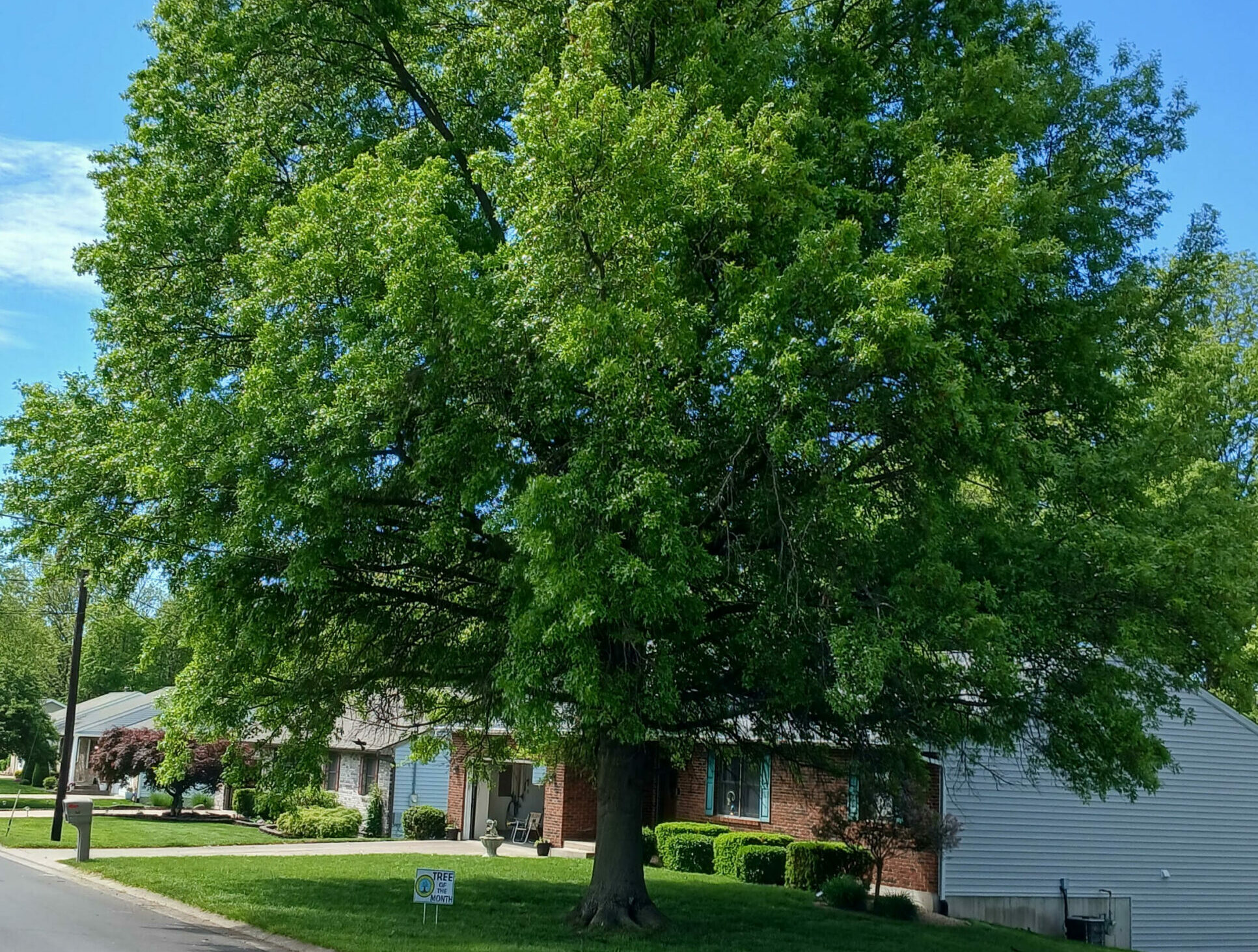 Pin oak Rosewood Dr. Pin oak Rosewood Dr.