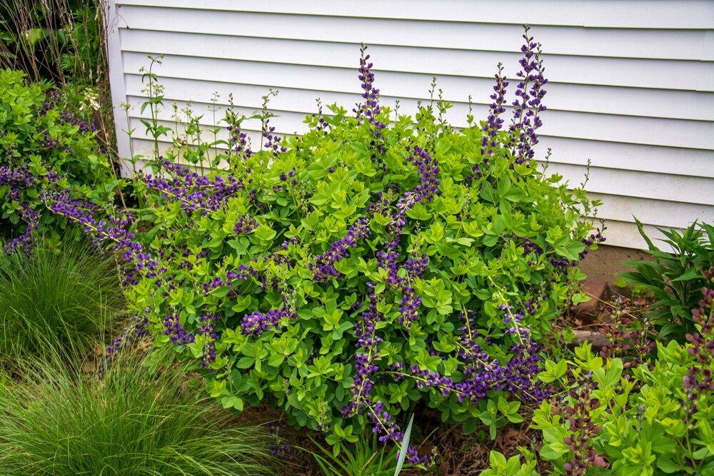 baptisia baptisia