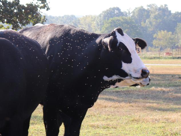 cow with flies