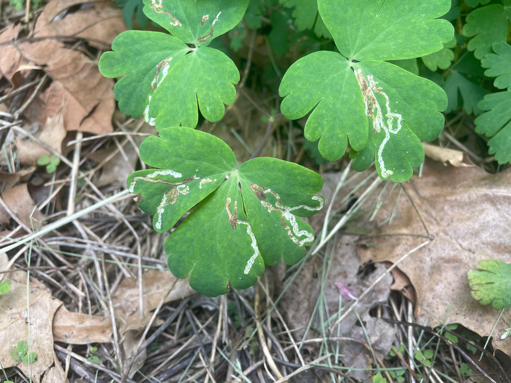 leafminers leafminers