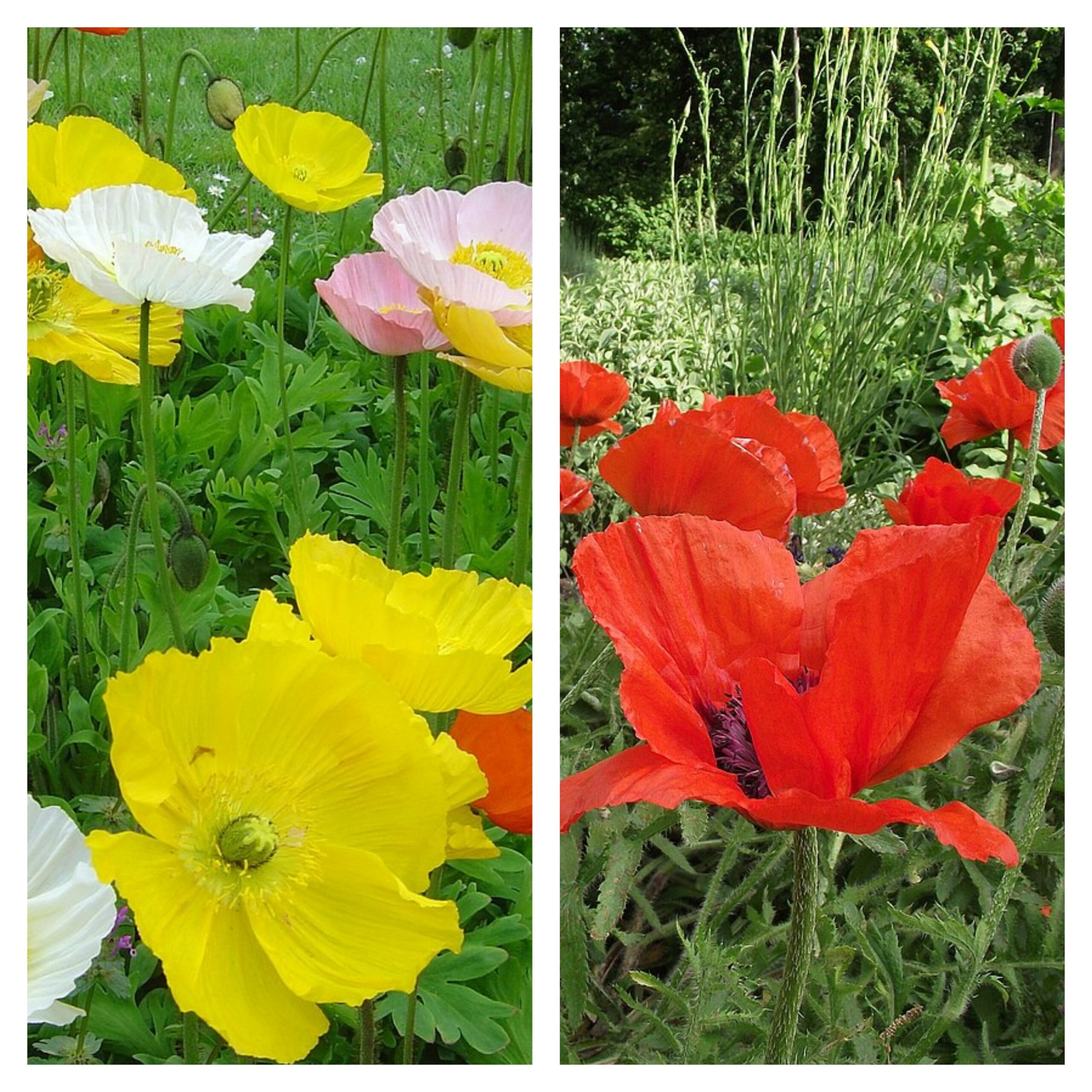 poppies poppies