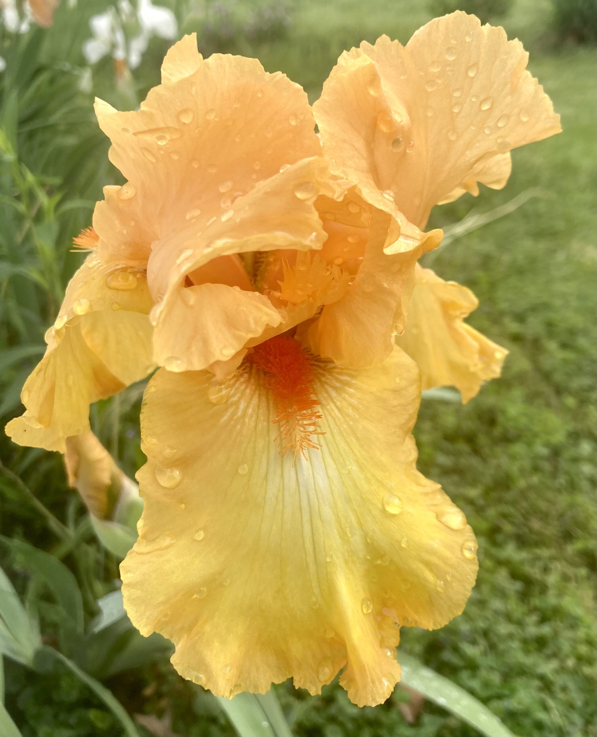 yellow iris yellow iris
