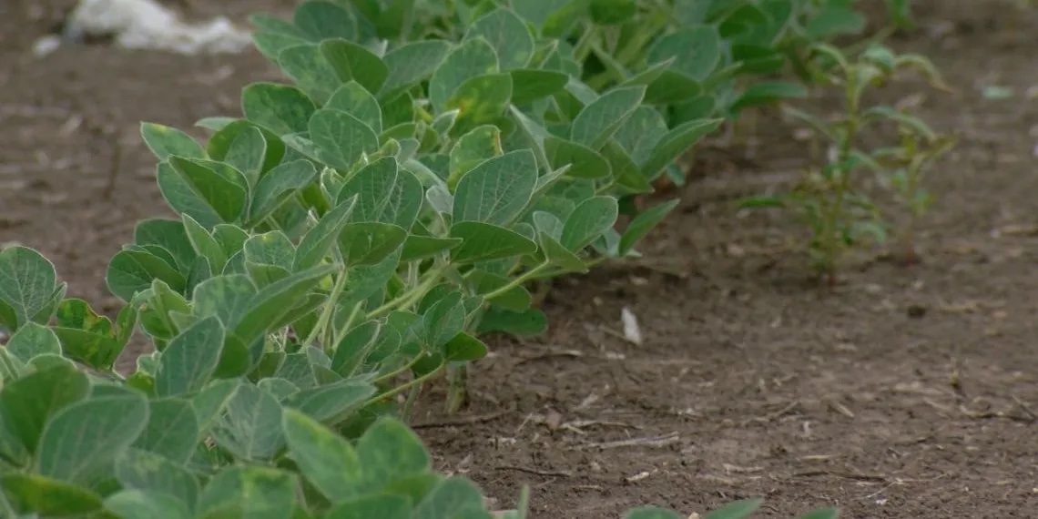 250625-Soybean-Field-Closeup 250625-Soybean-Field-Closeup